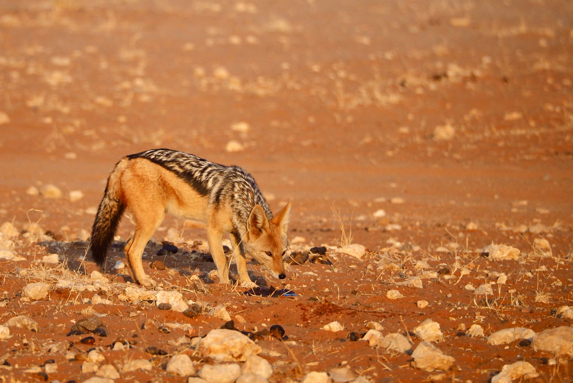 Kalahari Desert photo 4