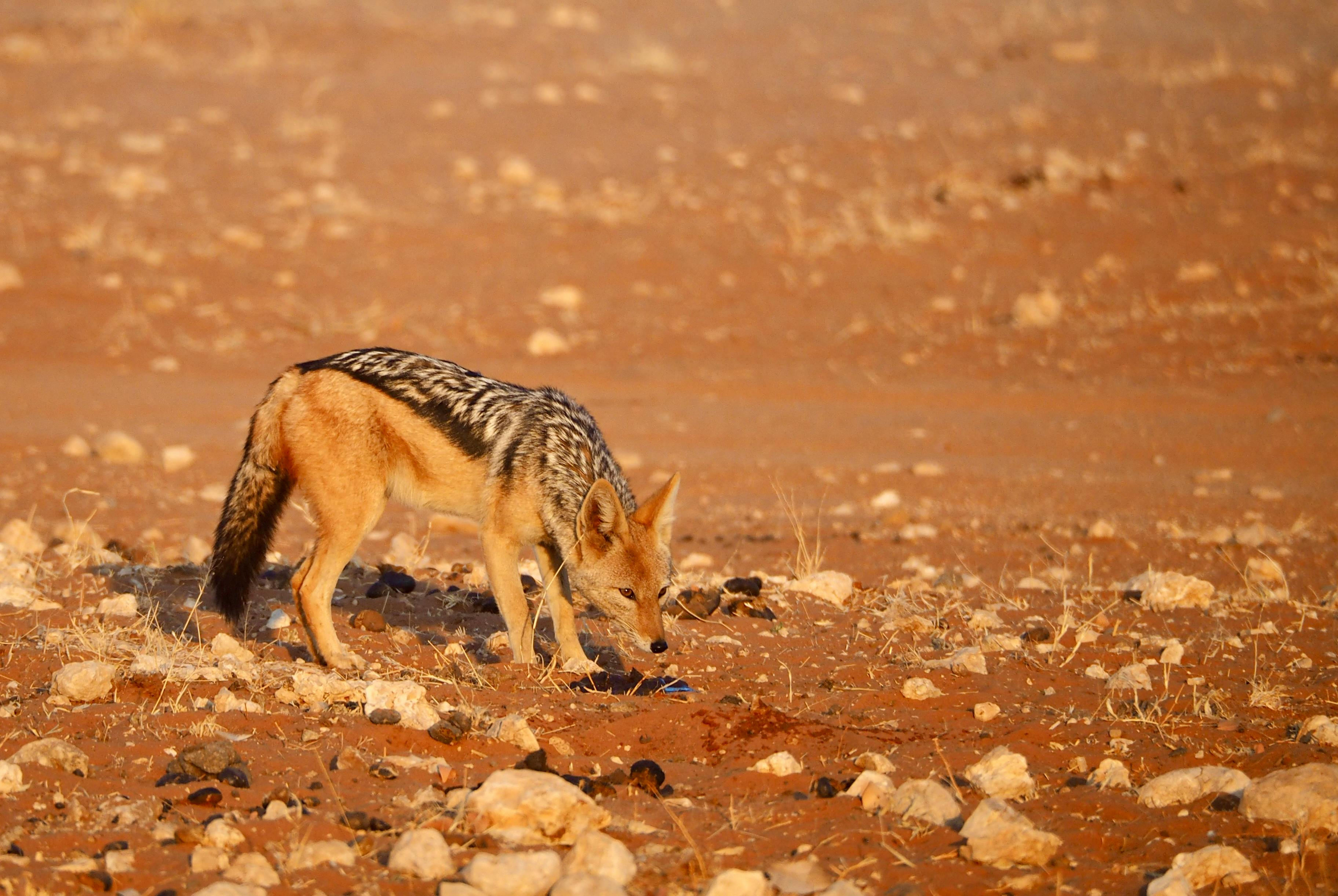 Stepmom Fox Photos Download The BEST Free Stepmom Fox Stock Photos