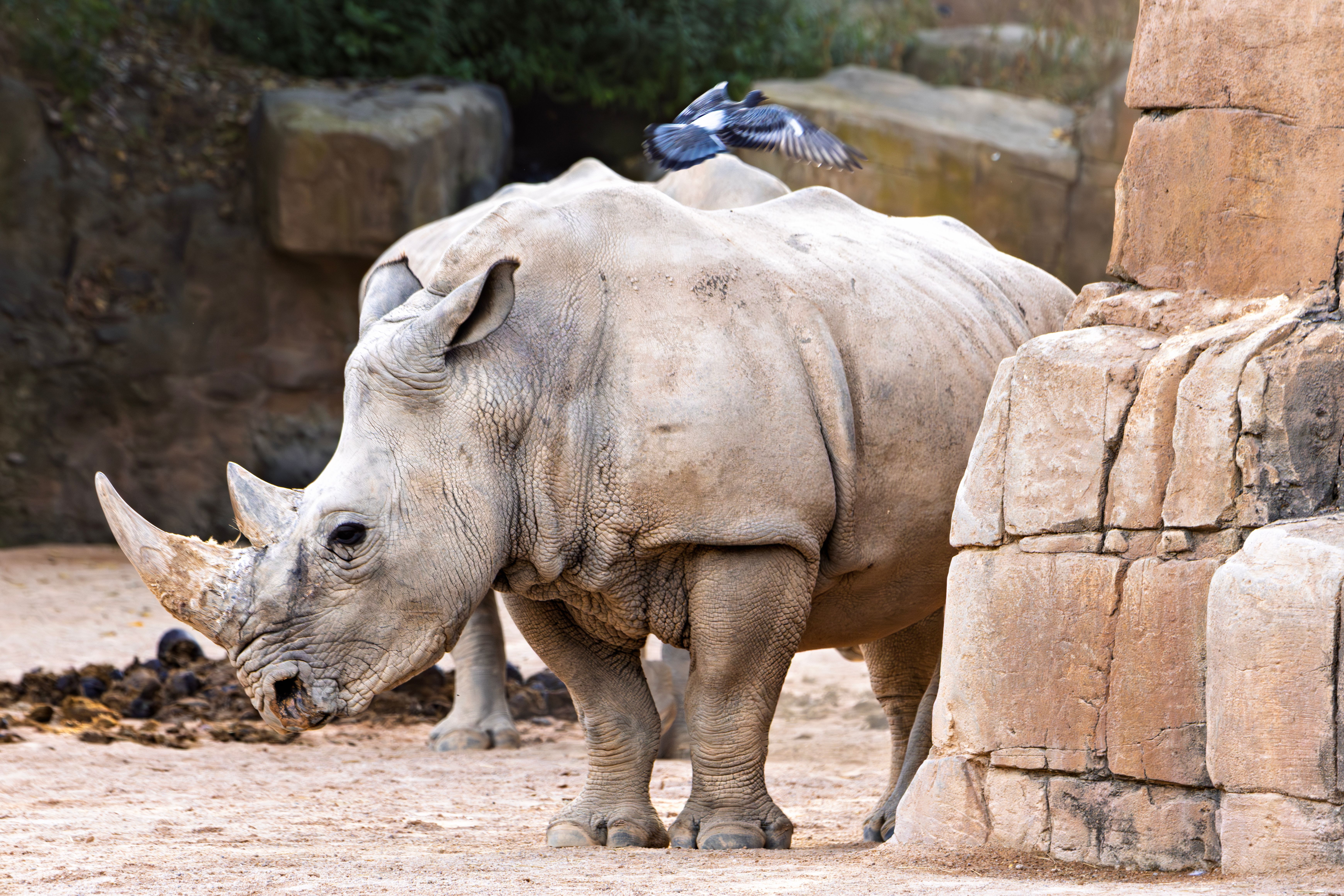 Rhino Encounters