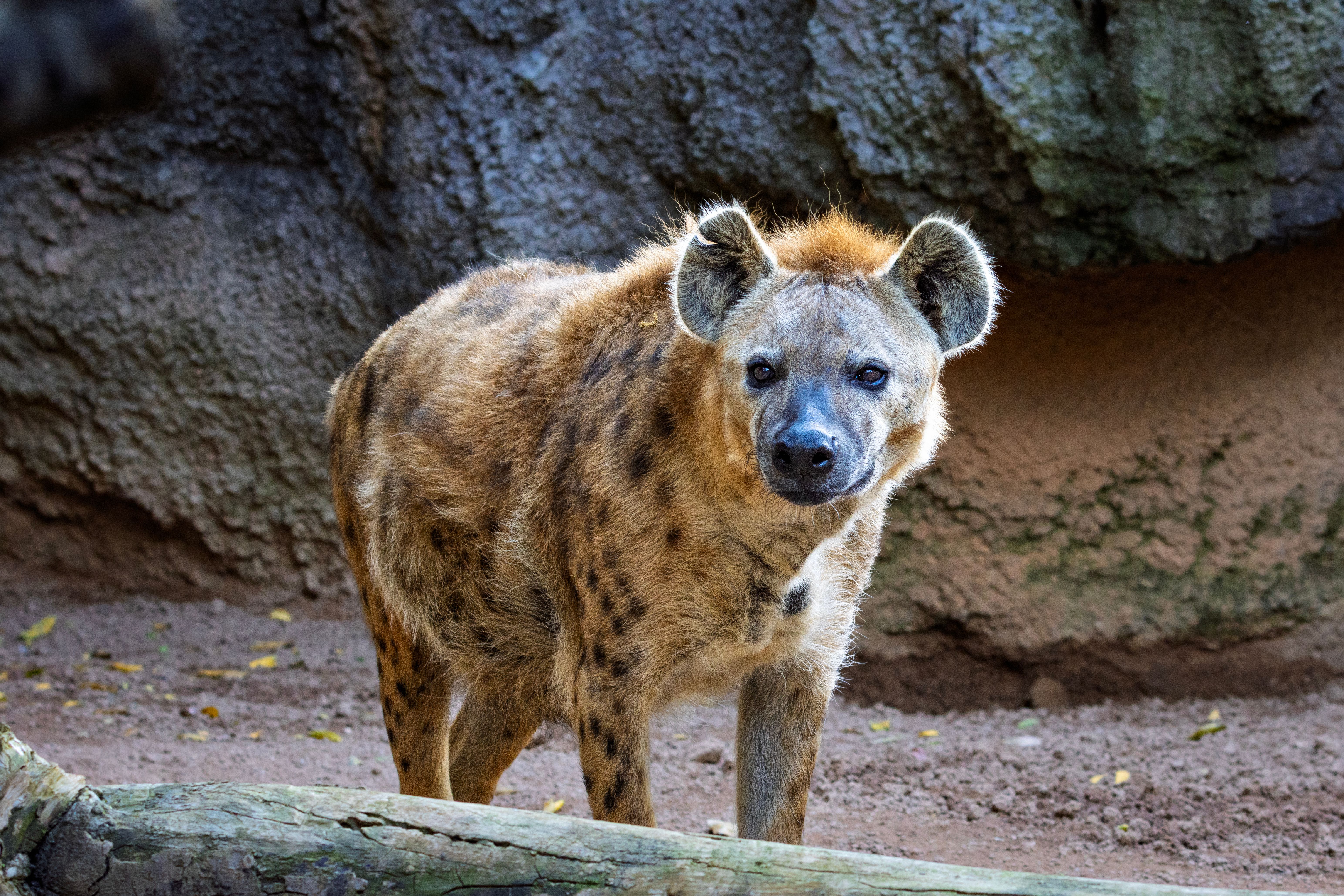 Hyena Experience