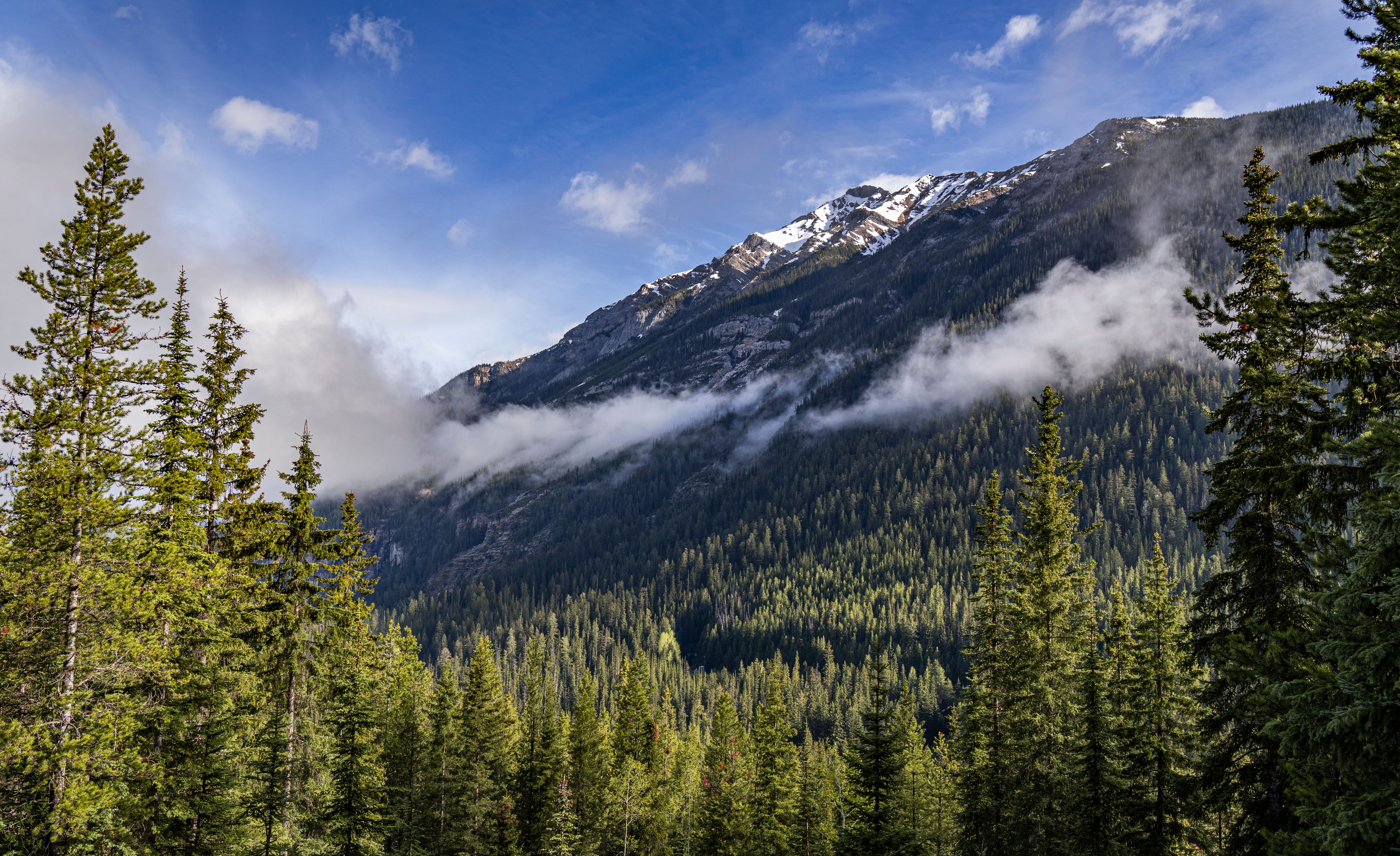 Scenic Mountain Landscape with Evergreen Forest · Free Stock Photo