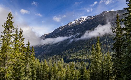 Free Breathtaking view of a mountain landscape with a lush evergreen forest under a clear blue sky. Stock Photo