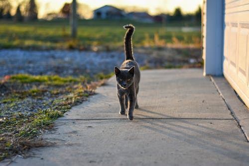 Free Gray Cat Walking on the Driveway Stock Photo
