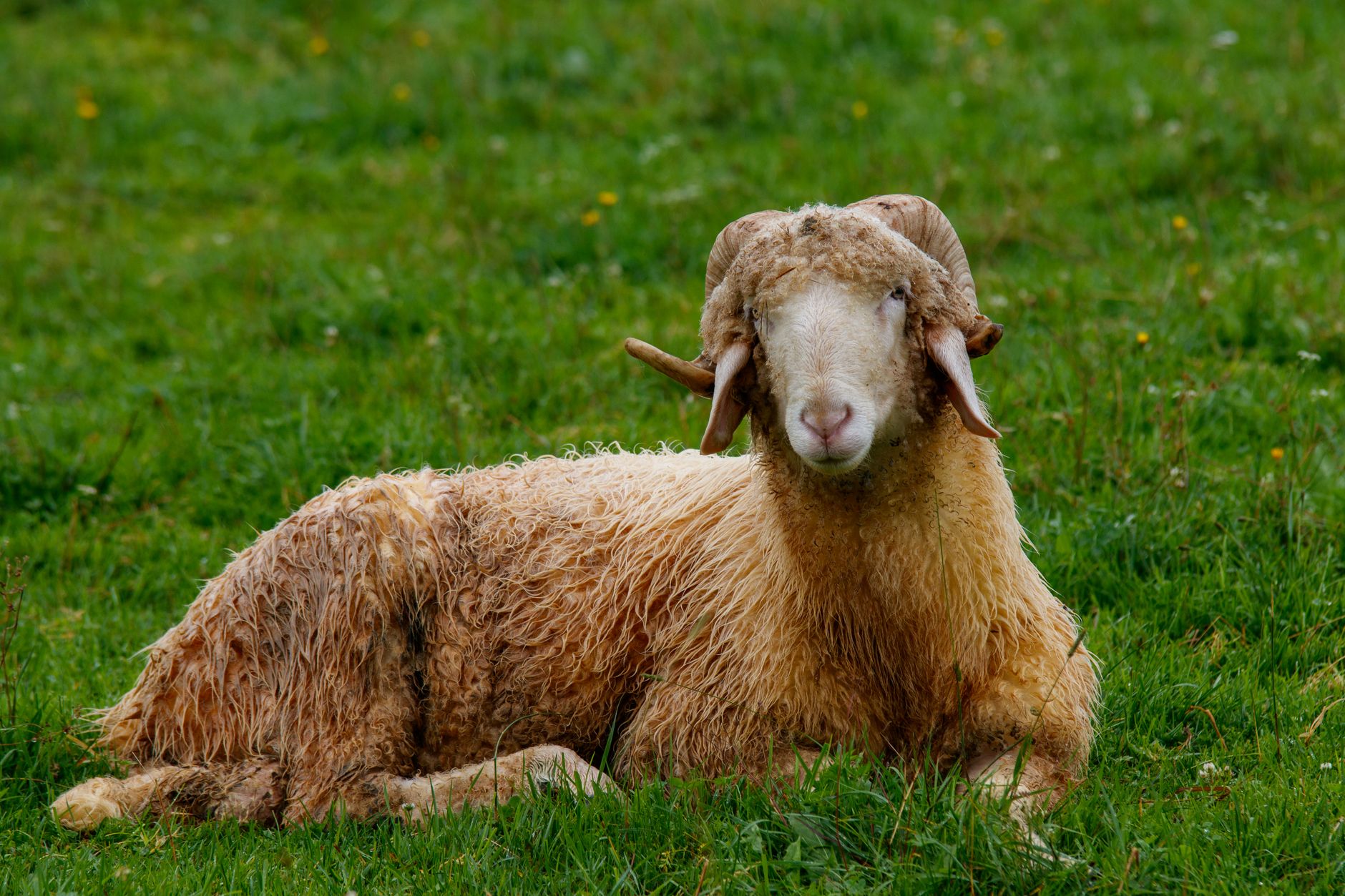 Veterinarian examining a sheep during a checkup