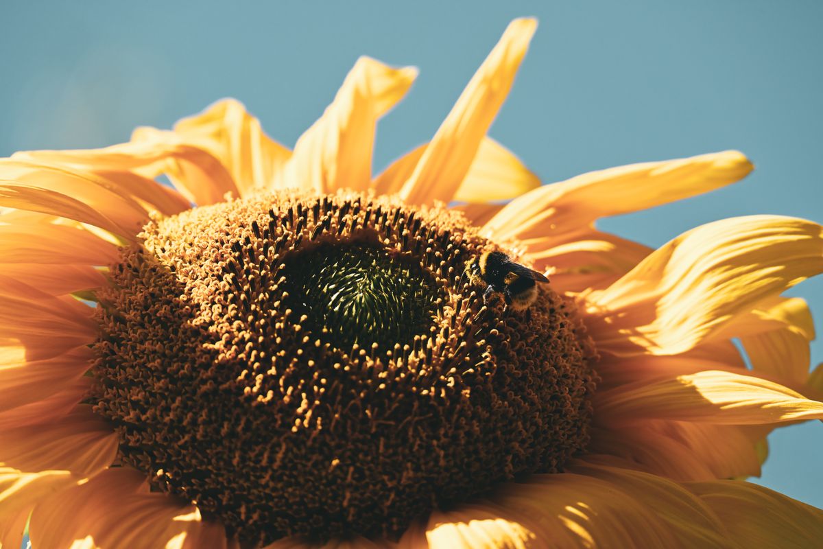 Bienen in der Stadt: Kleine Tiere, große Hilfe
