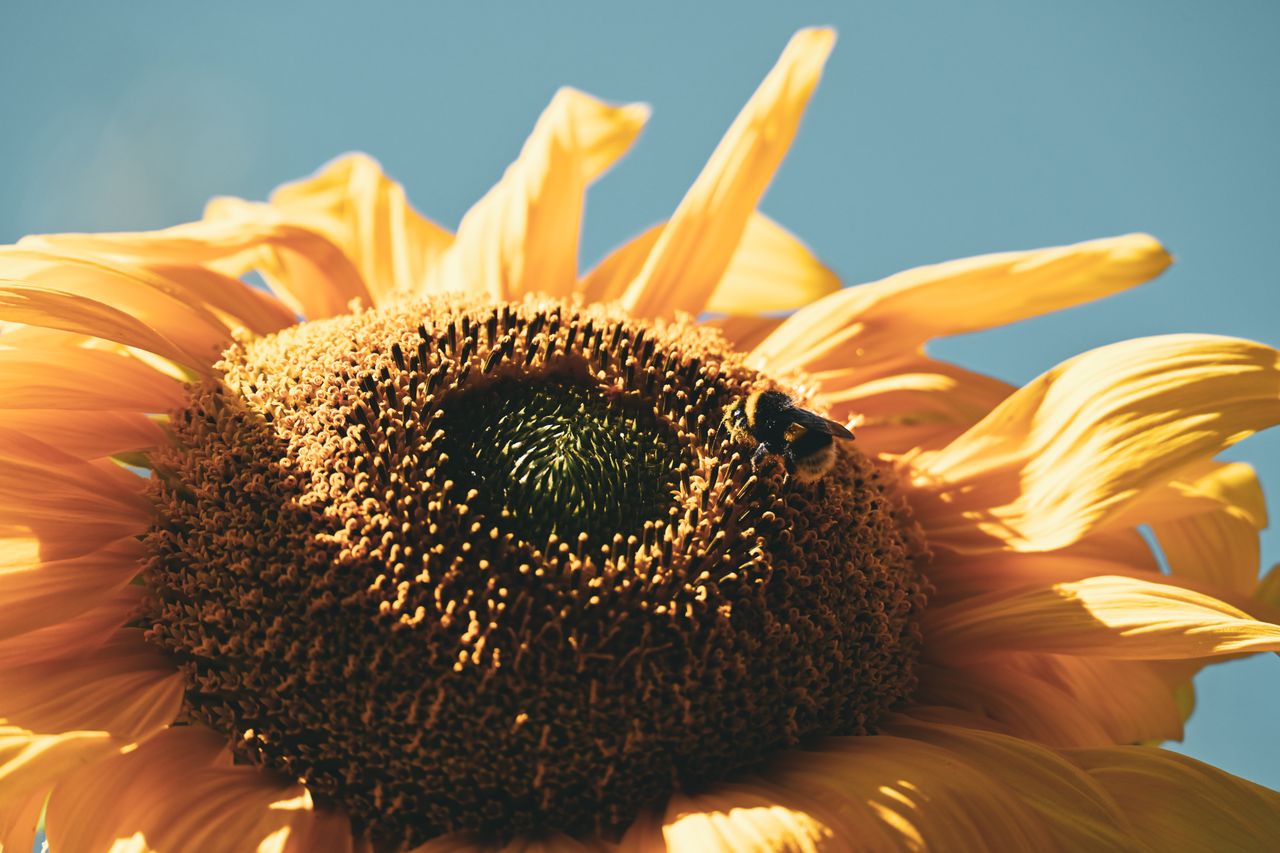 a bumblebee pollinates a vibrant sunflower under a clear summer sky pe