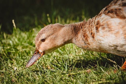 Napier, New Zealand photo 14