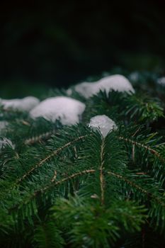 A detailed view of evergreen branches with fresh snow, capturing a serene winter scene.