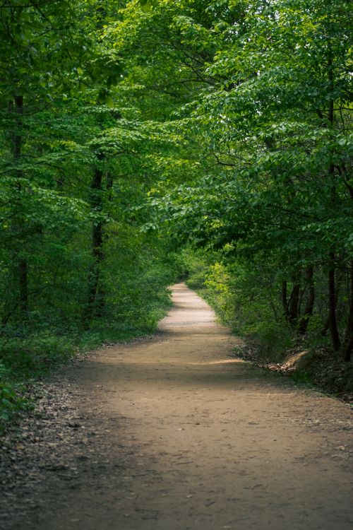 Free Tranquil dirt pathway winding through lush green forest, perfect for a nature walk. Stock Photo