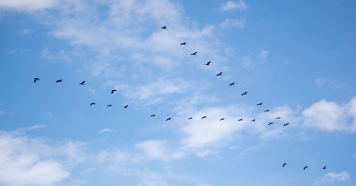 australia migration