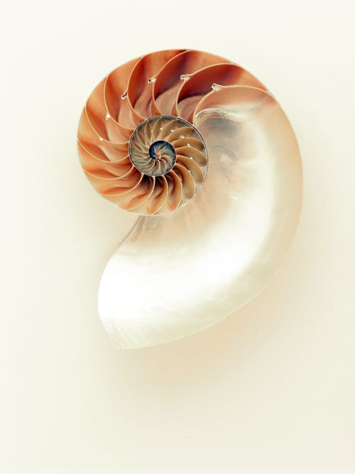 Free Orange and White Seashell on White Surface Stock Photo