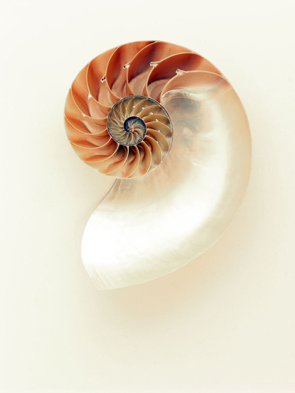 nautilus shell shimmer silver