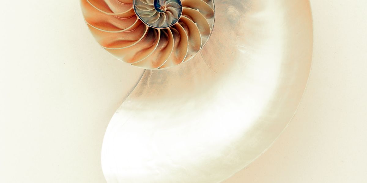 Nautilus shell