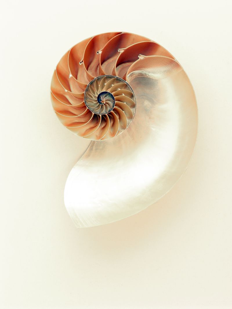 Shells Photos, Download The BEST Free Shells Stock Photos & HD Images