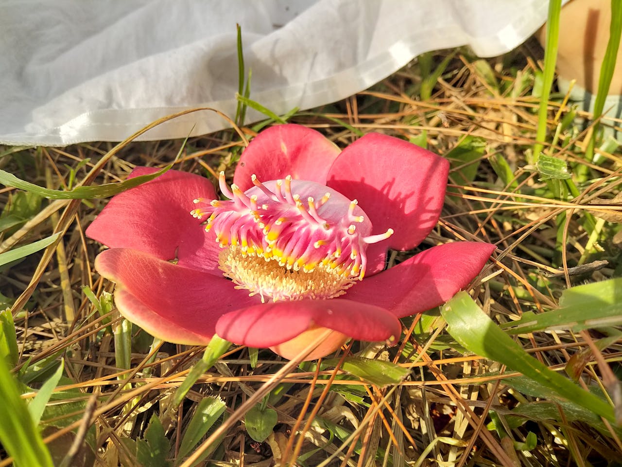 Thám tử lừng danh Conan | Chương 1151