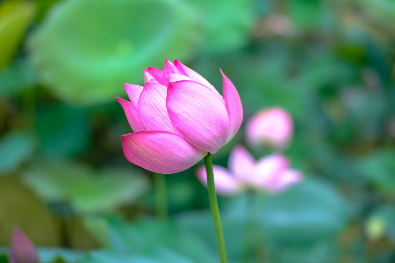 Thiên long bát bộ | Chương 12