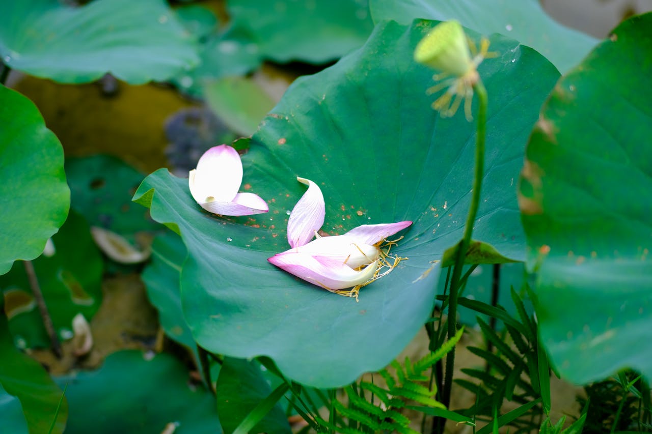 Thám tử lừng danh Conan | Chương 0974