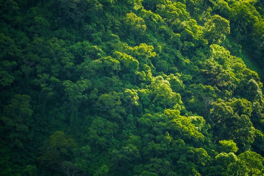 Aerial view of a dense, vibrant green forest canopy bathed in sunlight, showcasing nature's beauty.