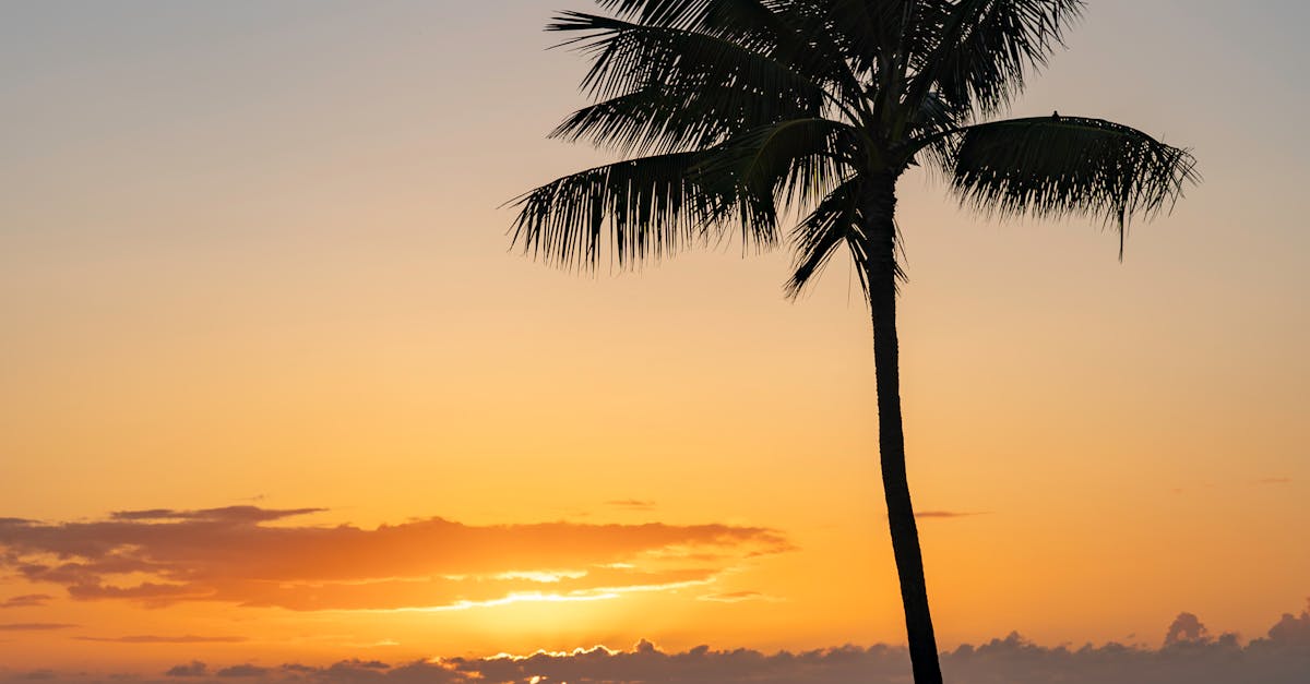 Photo by Soly Moses Serene sunset view at Honolulu beach, featuring palm trees and people enjoying the vibrant scenery.