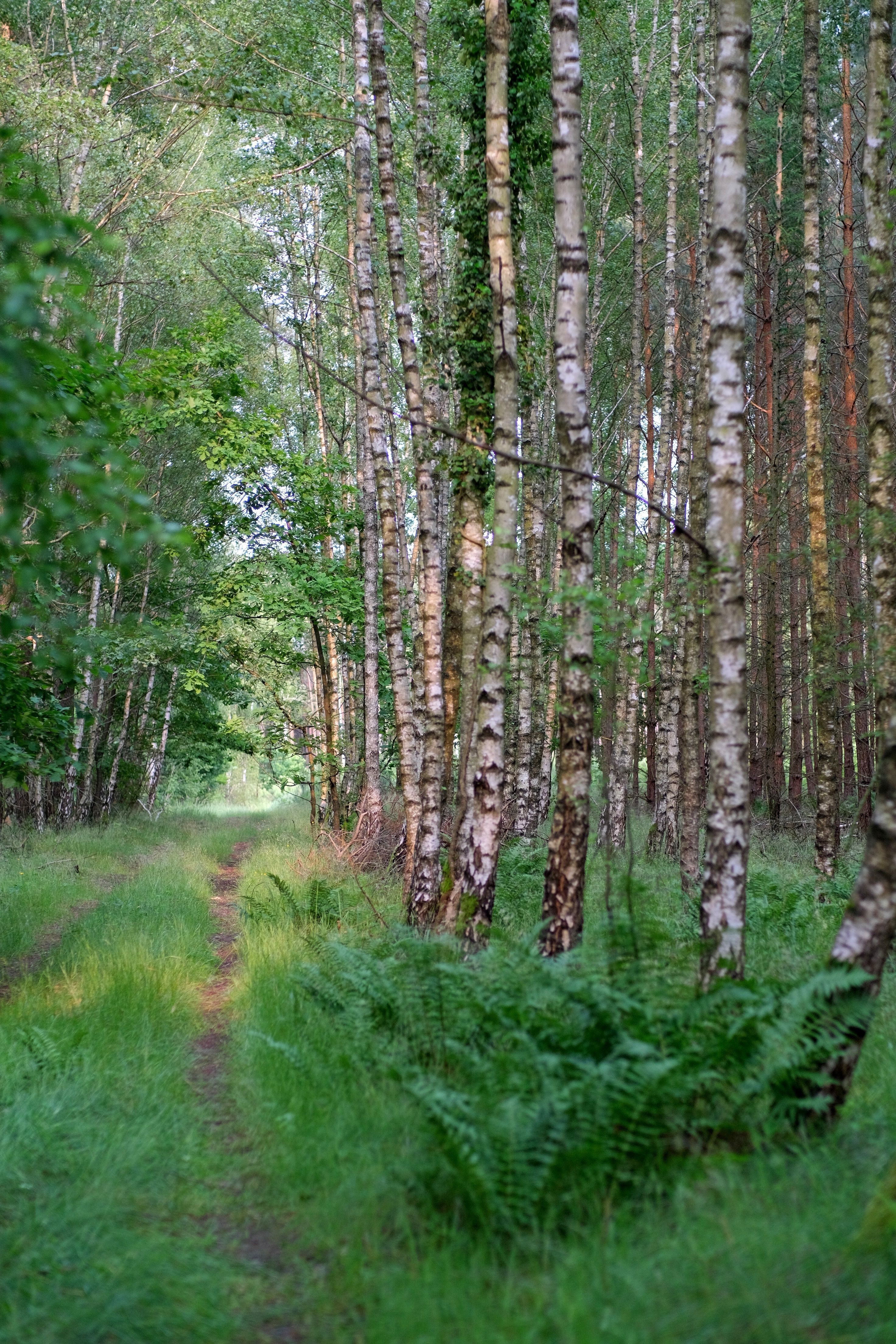 Serene Birch Forest Pathway in Summer · Free Stock Photo