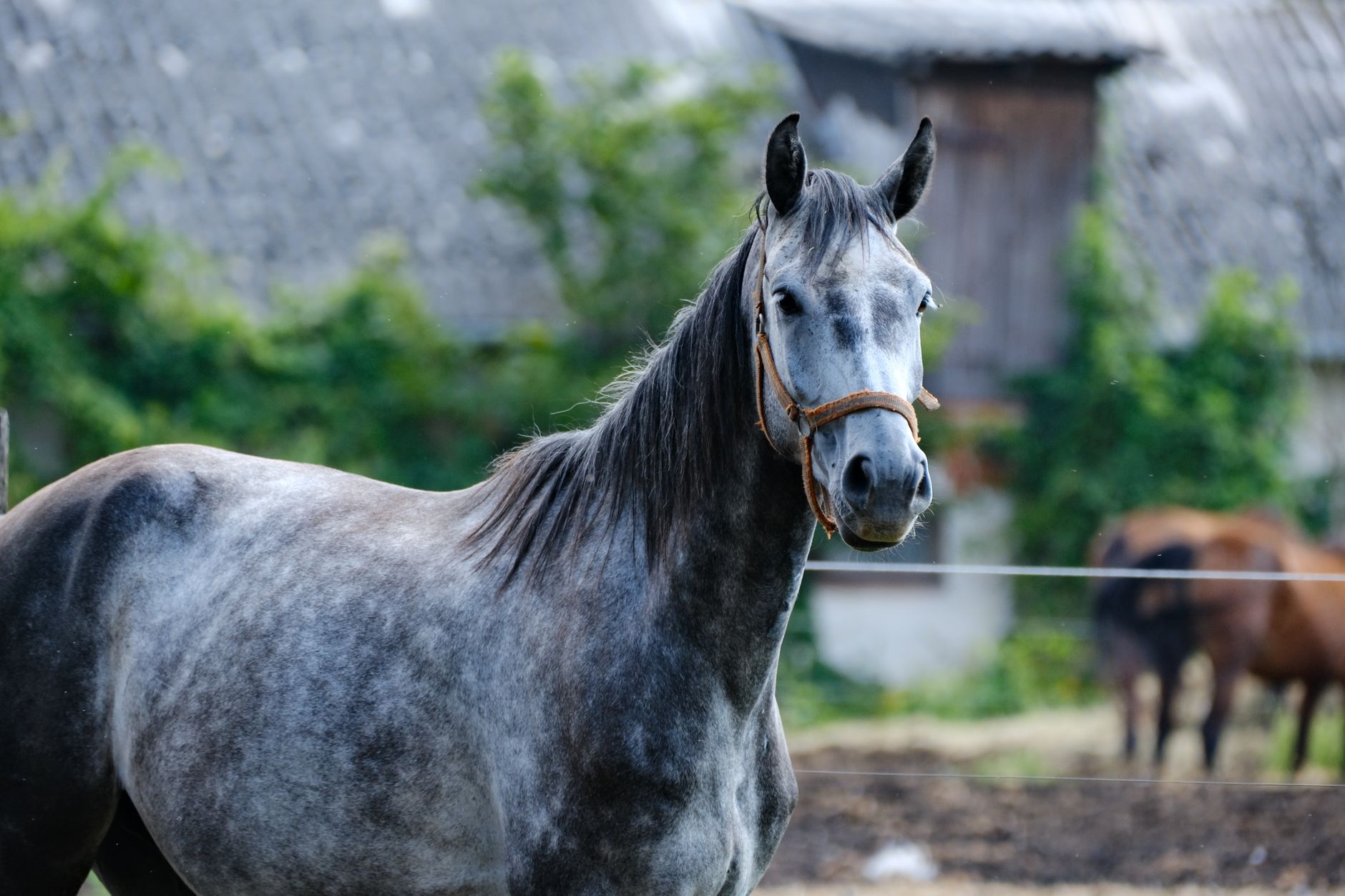 A horse undergoing diagnostic blood testing at a veterinary clinic