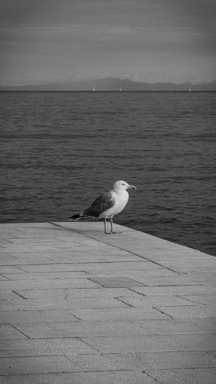 Seagull Perched by the Ocean in Black and White · Free Stock Photo