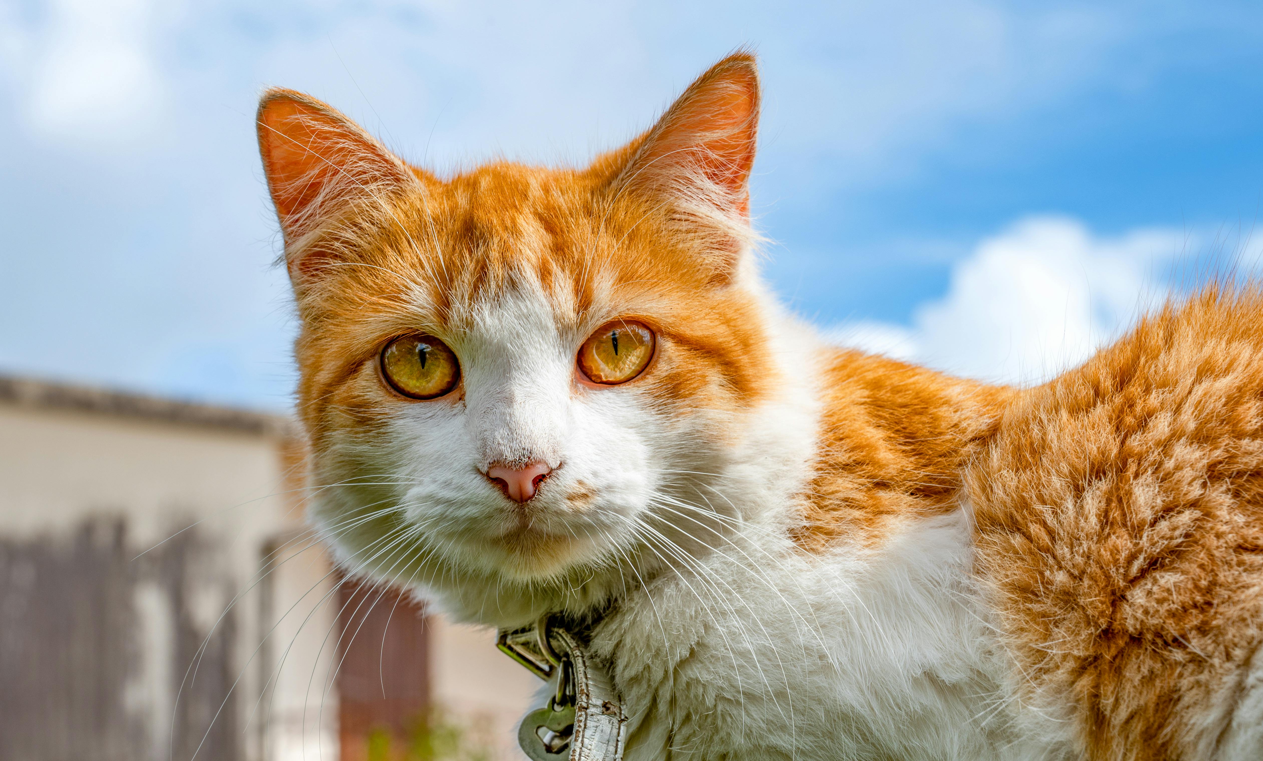 pet care, pet health, pet safety, pet grooming — Photo by William ZALI on Pexels