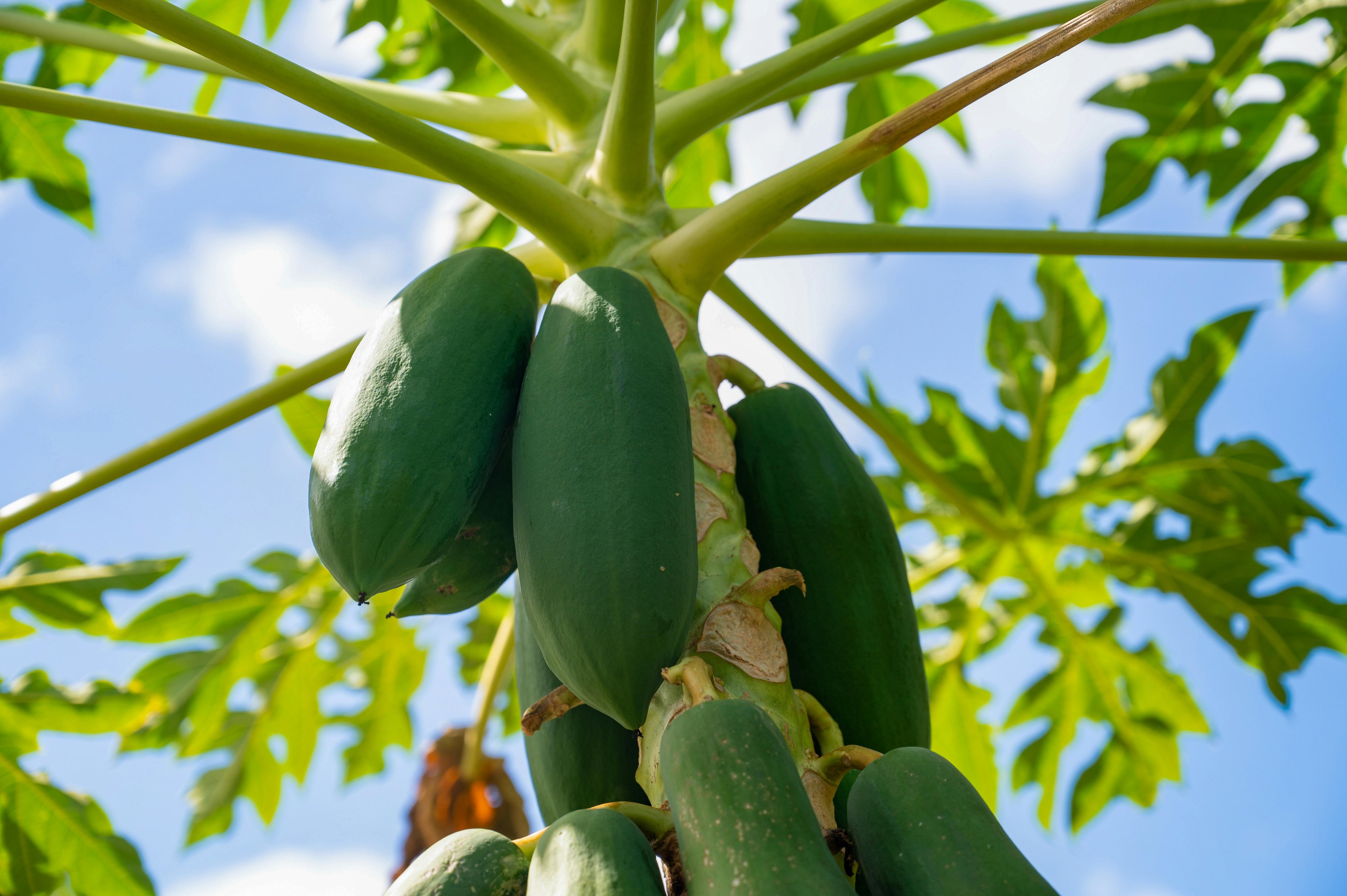 Carica papaya: Clima, Propagación, Manejo Sostenible e Innovación