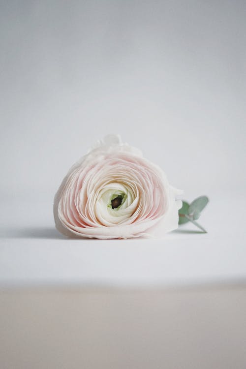 Free White Rose Flower Stock Photo