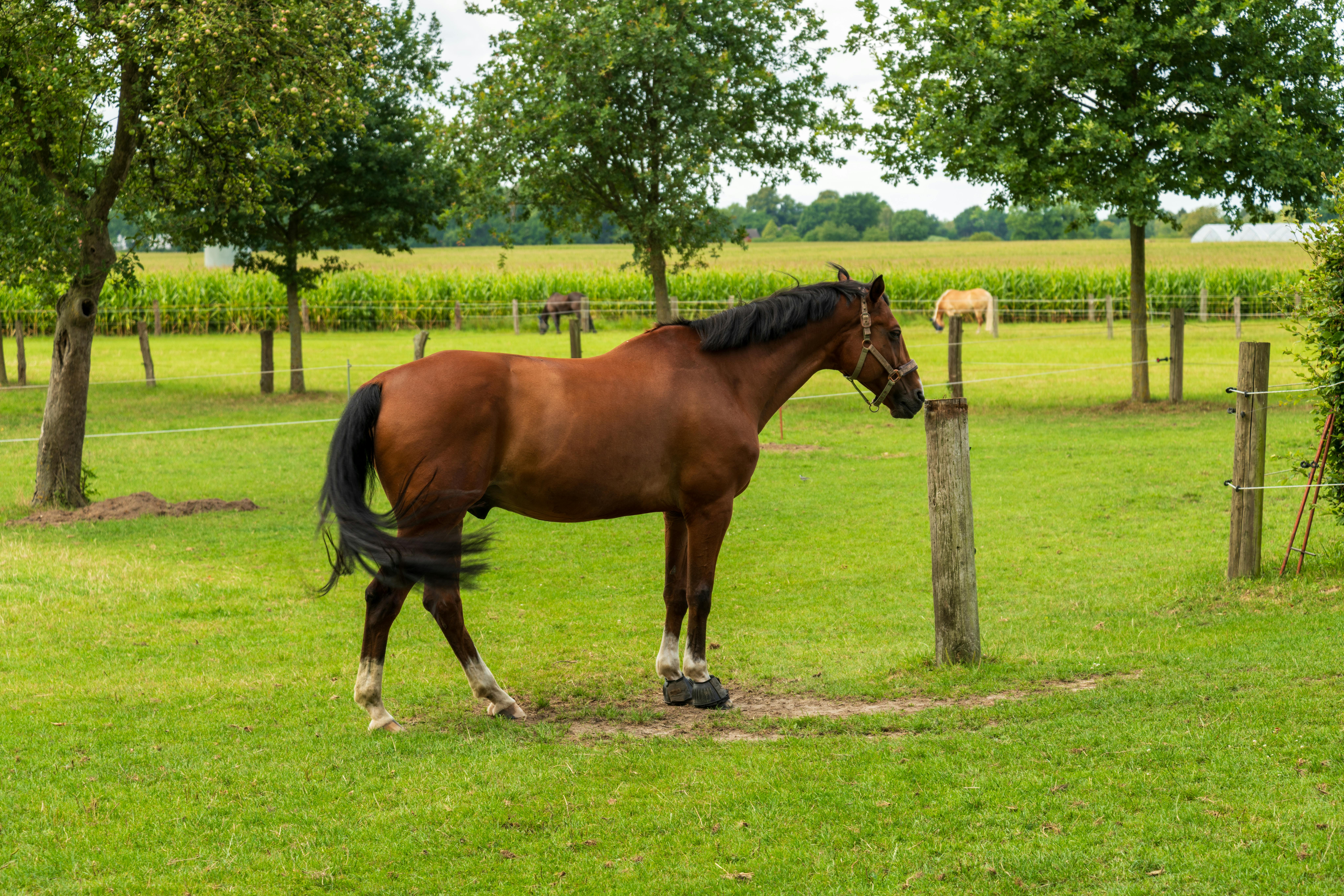 A beautiful brown horse stands by post in a serene green pasture, exuding calm and grace.