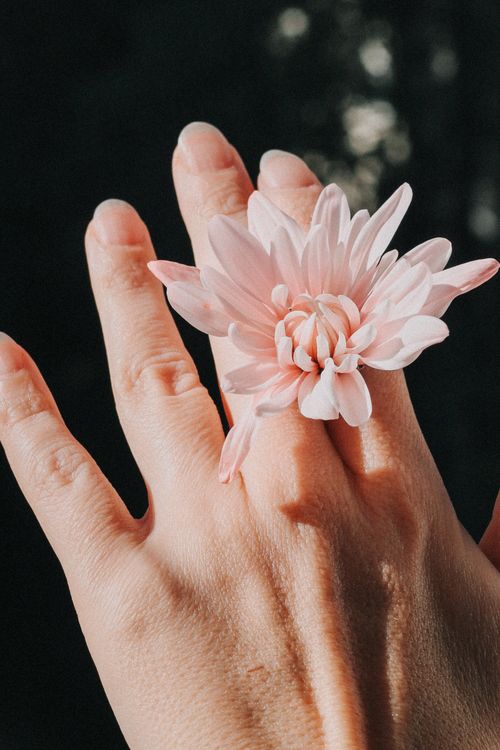 Free A close-up of a pink flower resting on a hand, highlighted by sunlight. Stock Photo