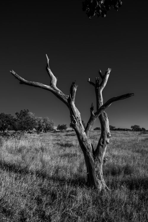 Free Dramatic black and white photo of a solitary tree in a grassy field. Stock Photo