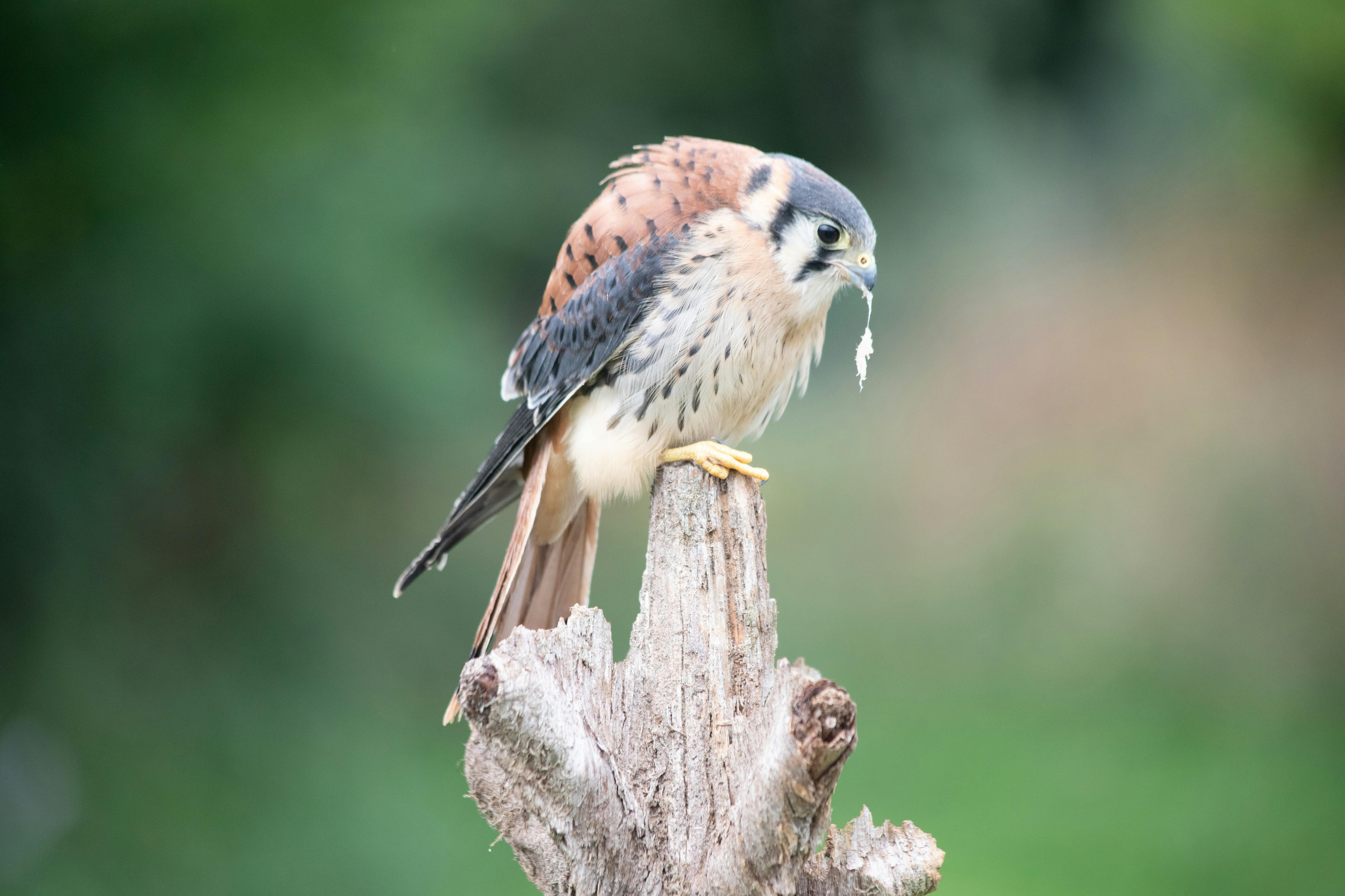 Unforgettable Wildlife Conservation Adventures