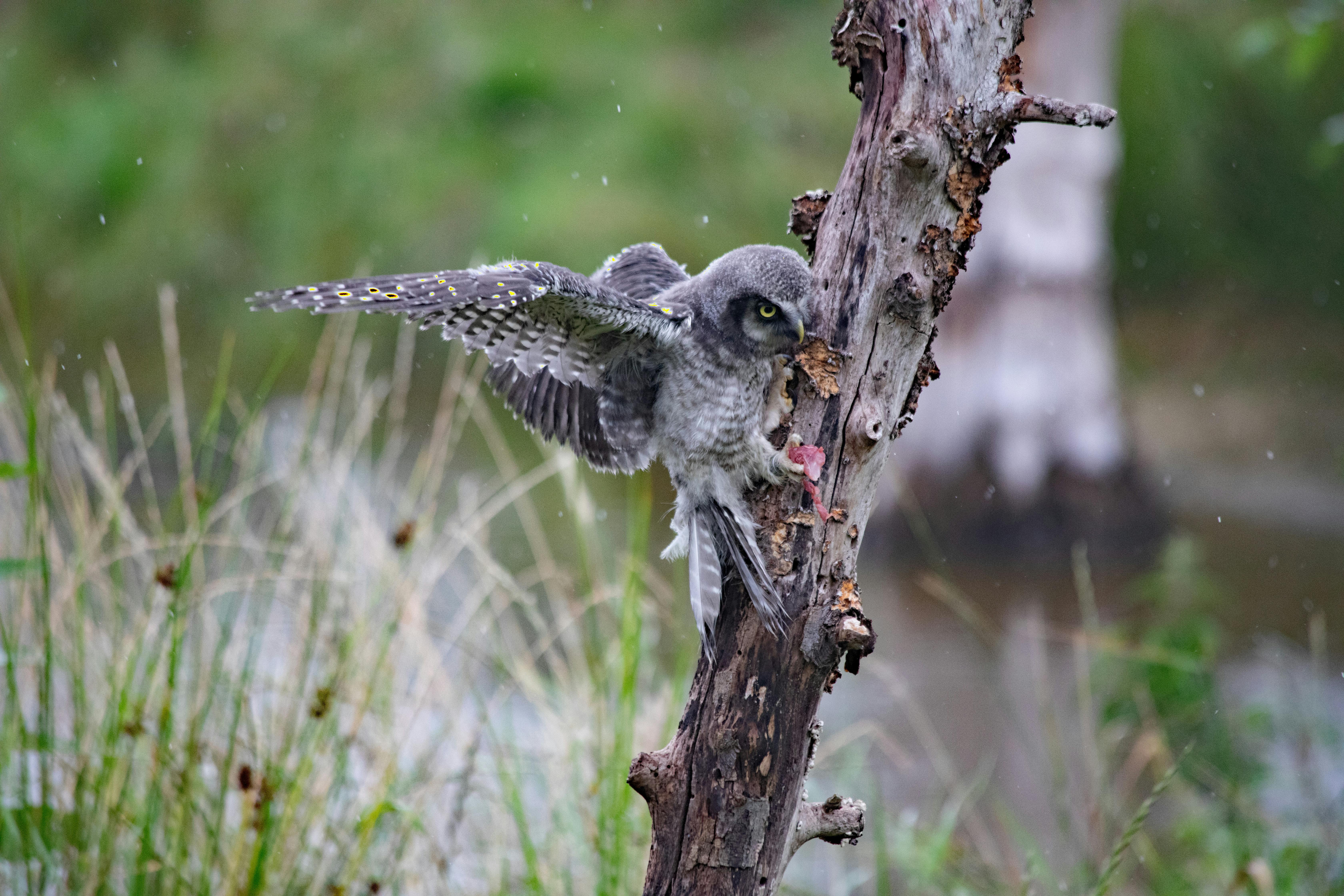 Капустная муха