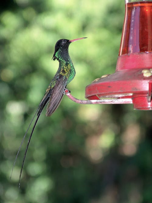 Black Yellow and Green Small Sized Bird on Red Steel Ornament