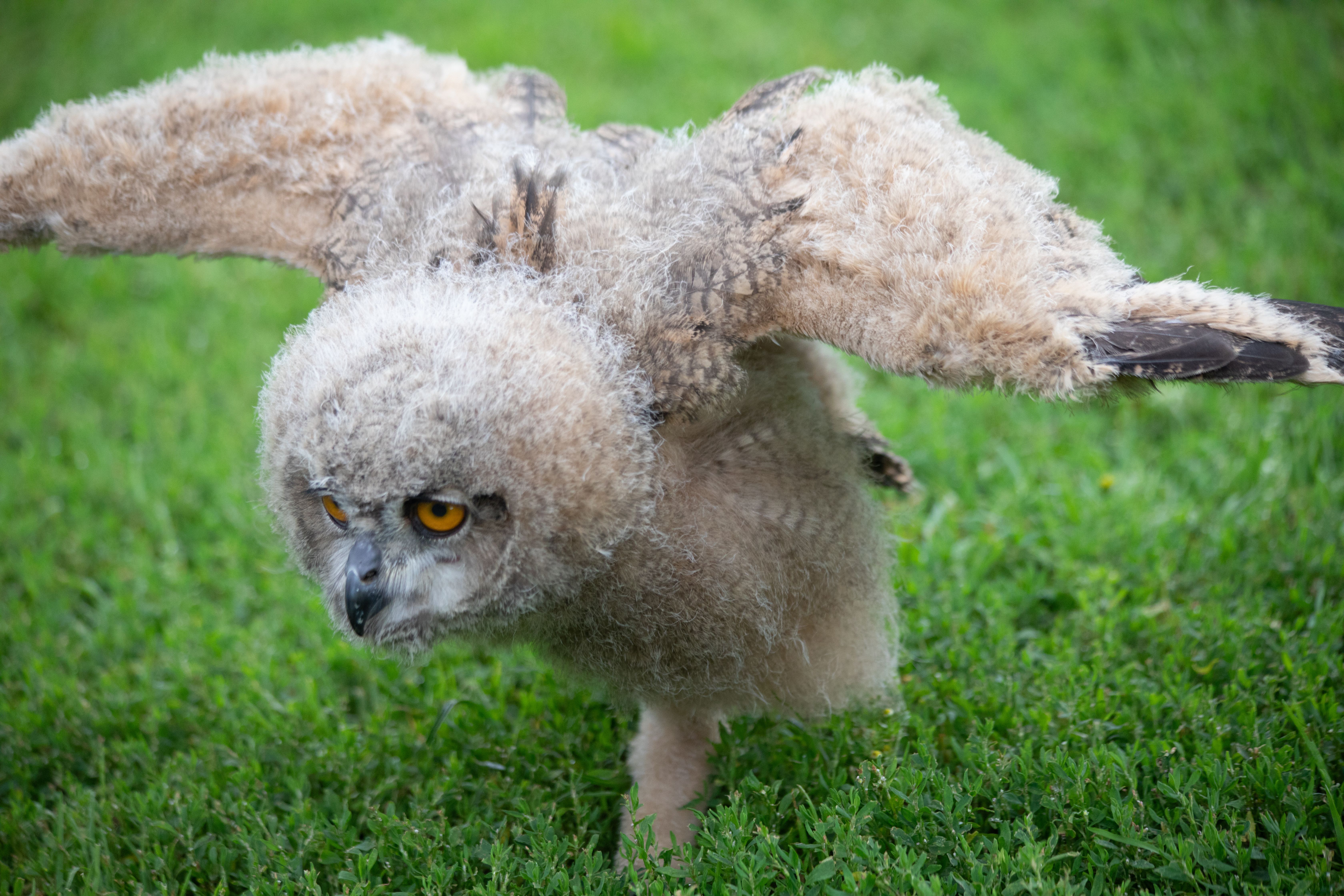 eagles teach their babies