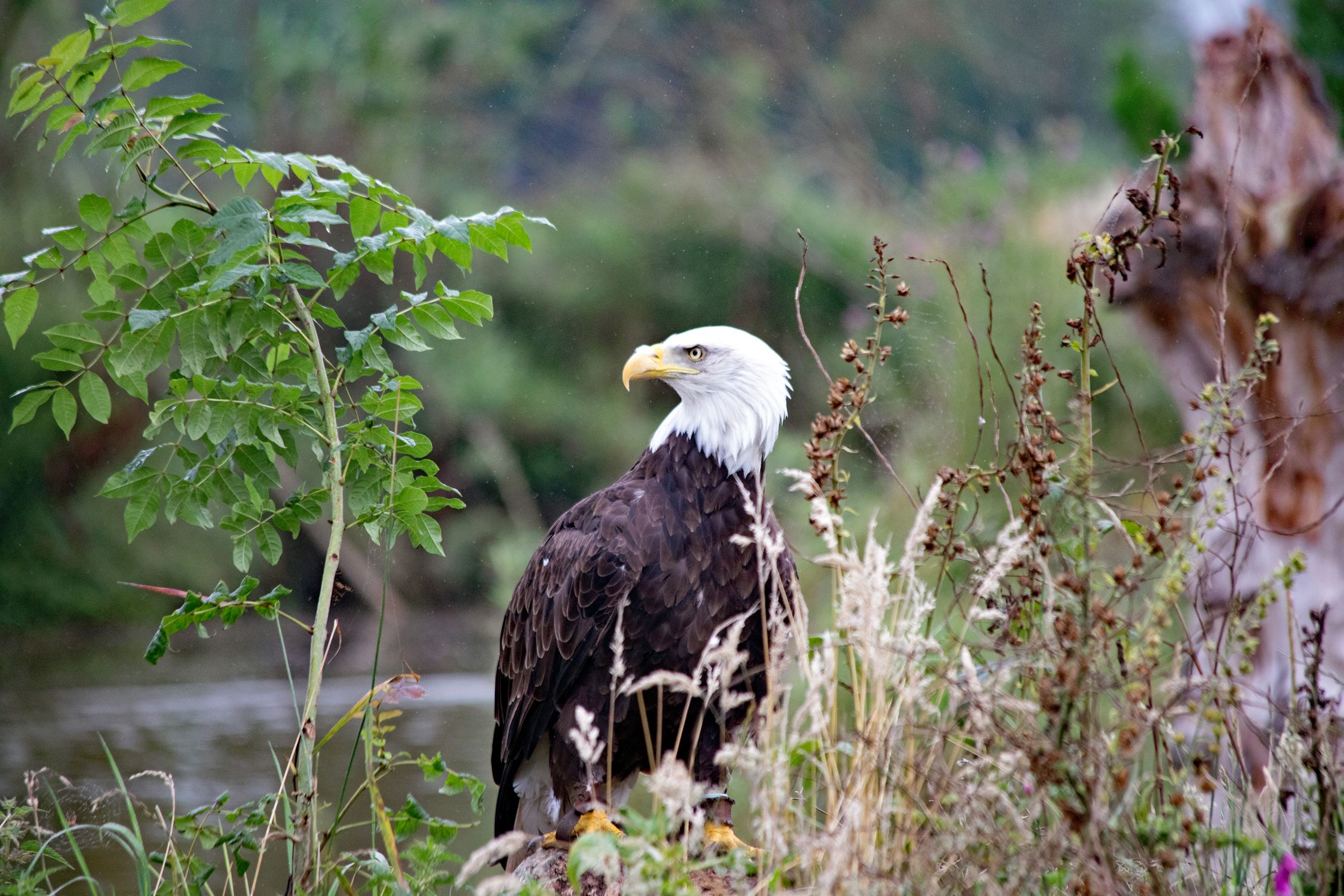 Majestic Bald Eagle in Natural Habitat · Free Stock Photo
