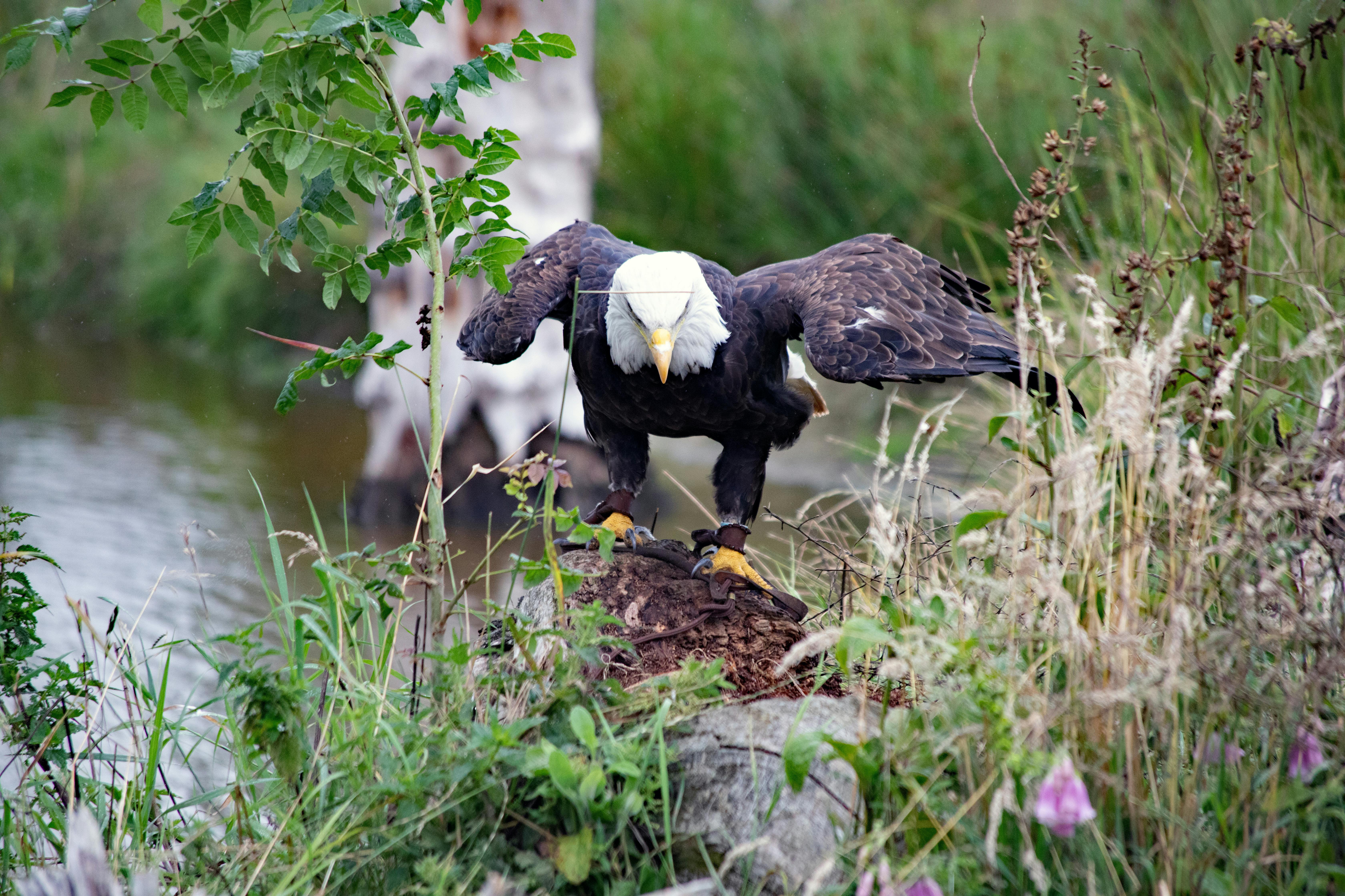 Environmental Conservation in Latin America: Challenges and Opportunities