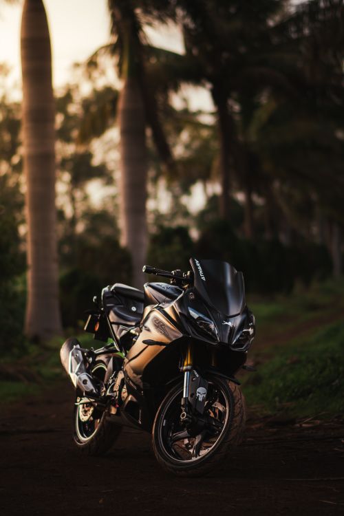 Free A sleek black sport motorcycle resting on a dirt trail amidst tall palm trees at sunset. Stock Photo