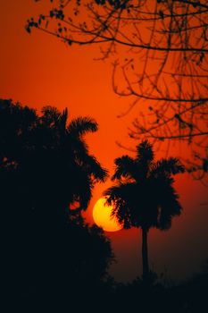 Silhouette of palm trees against a vibrant orange sunset creating a dramatic tropical scene.