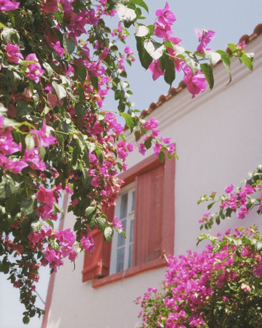 Vibrant pink bougainvillea climbing a quaint Bozcaada house on a sunny summer day.