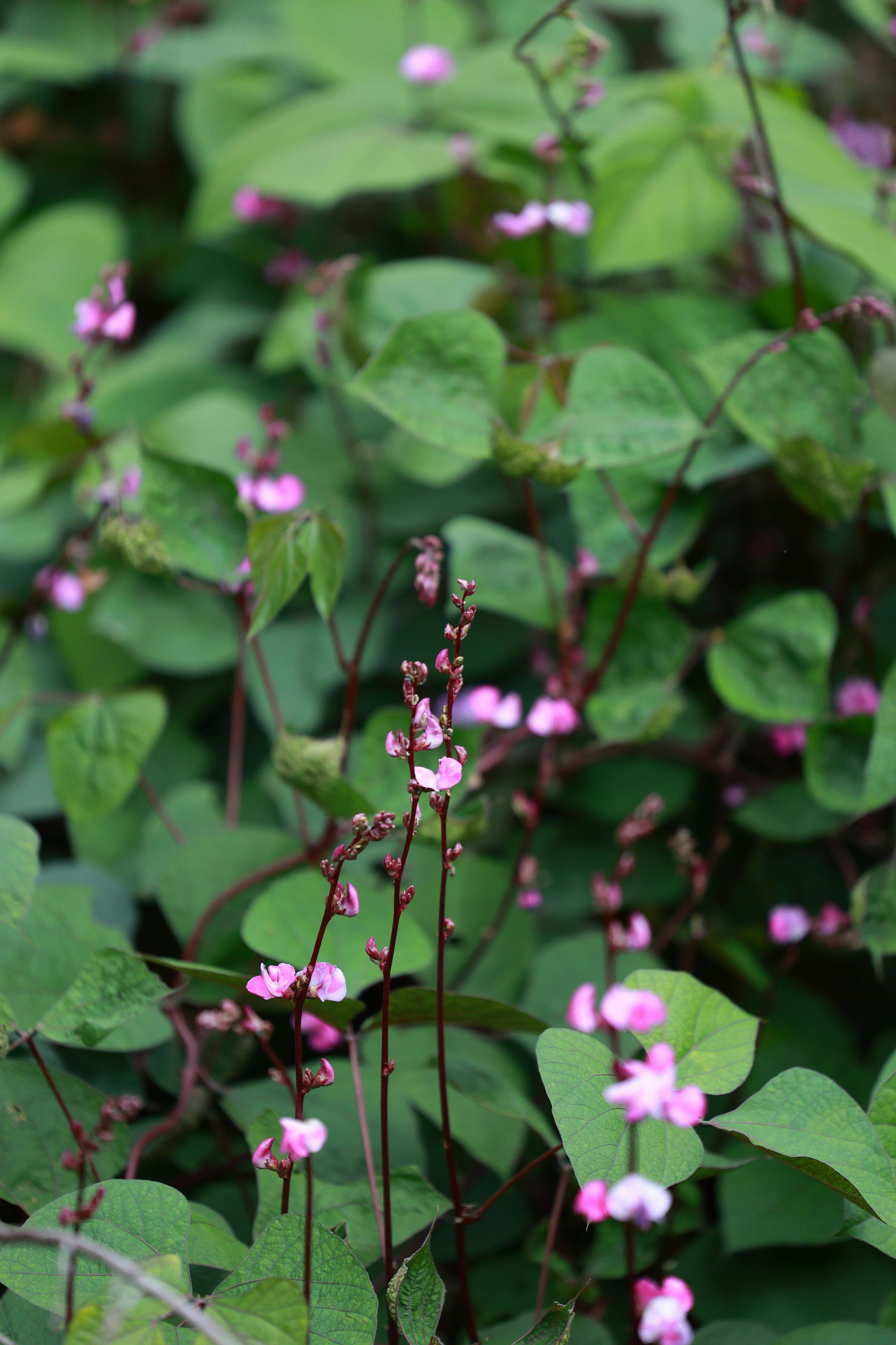 Bataw Hyacinth Bean - Urban Goes Green Plant Guide