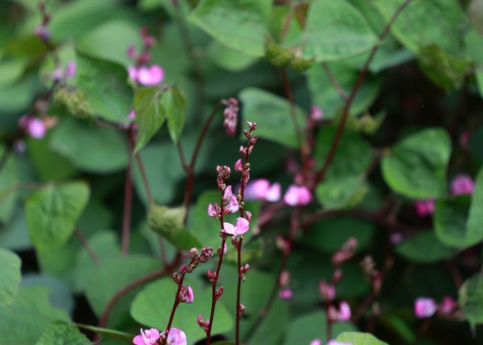 Bataw Hyacinth Bean - Urban Goes Green Plant Guide