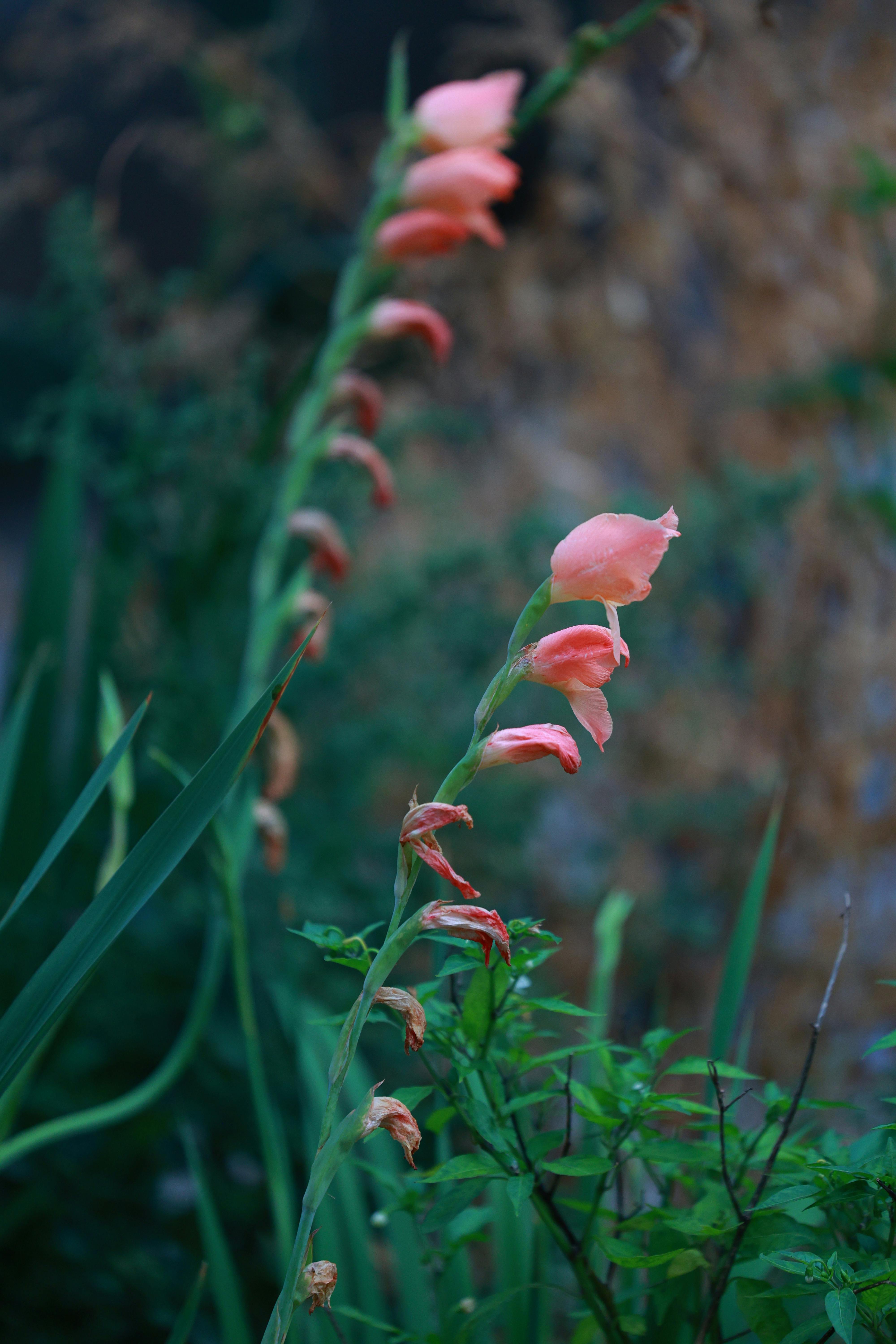 [ColoSach]-vibrant-pink-gladiolus-flowers-bloom-against-a-blurred-garden-background,-showcasing-nature's-beauty.