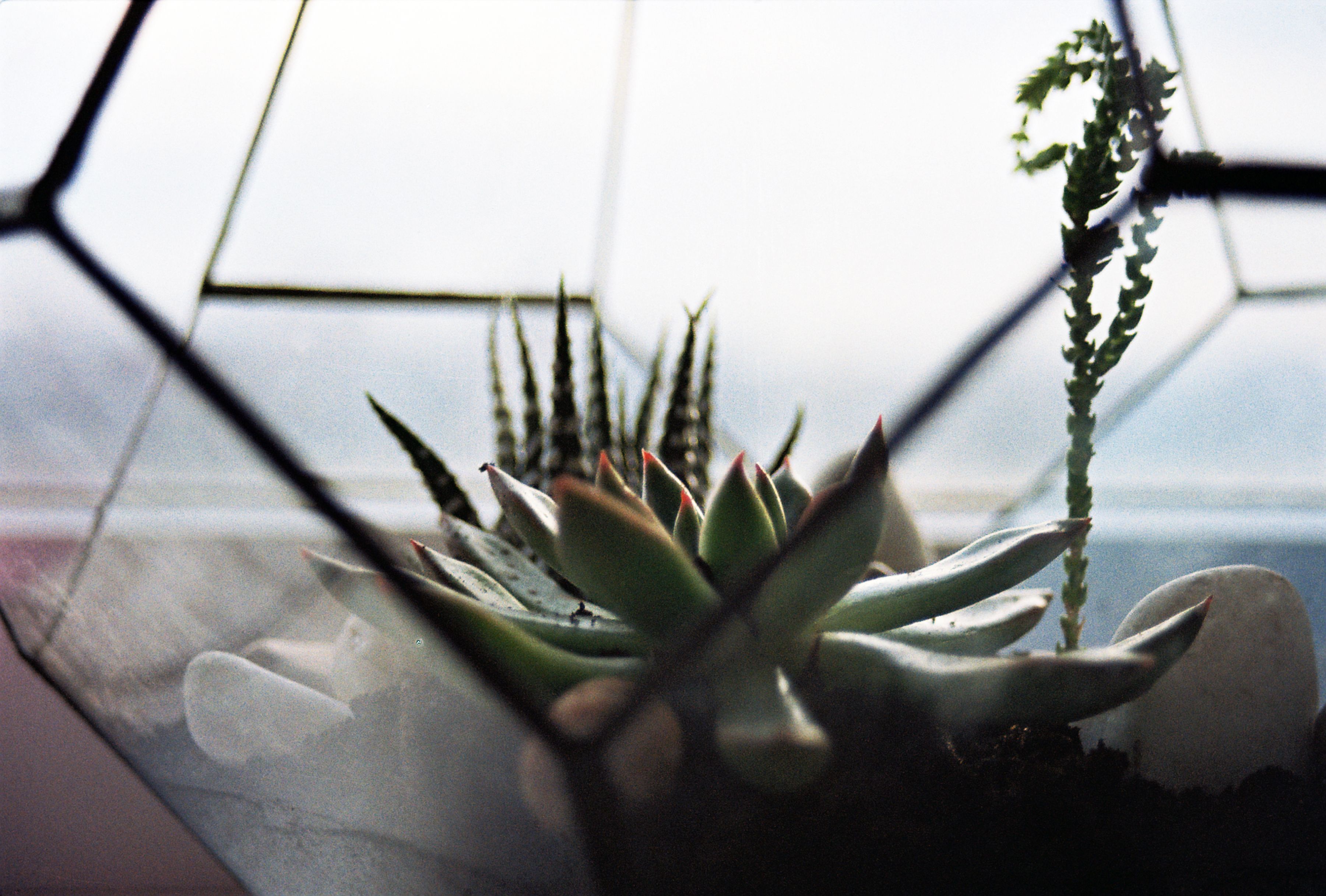 Open-top geometric terrarium for succulents - best succulents for terrariums