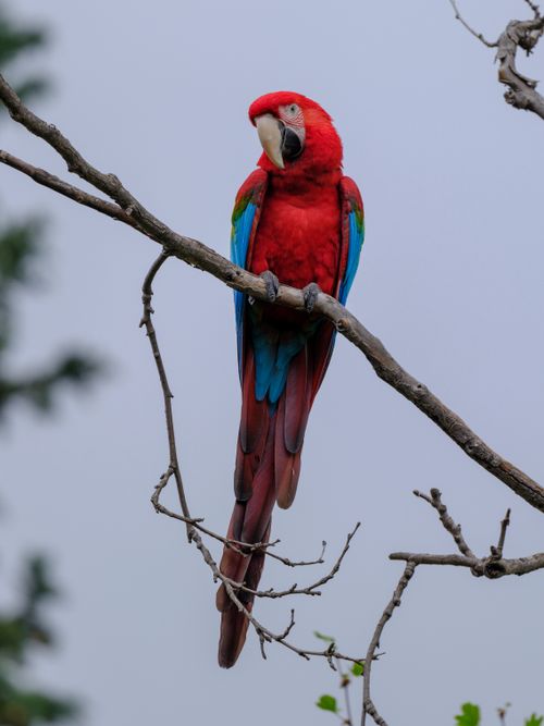Free Vibrant scarlet macaw sitting on a tree branch against a natural background. Stock Photo