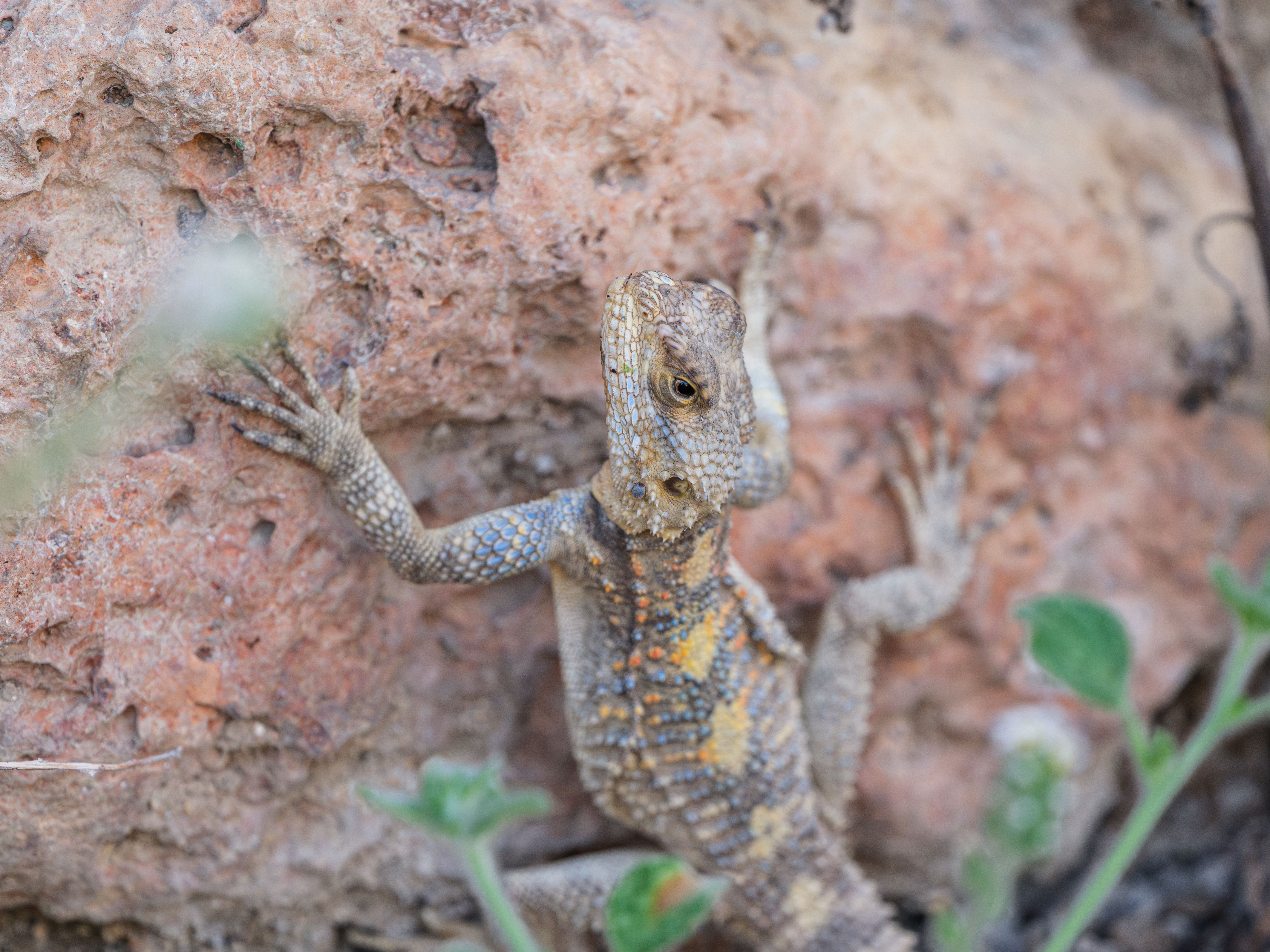 Close-Up of Lizard Climbing Rock Wall · Free Stock Photo
