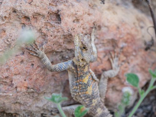Free Detailed close-up of a lizard showcasing its vibrant pattern while climbing a rock in the wild. Stock Photo