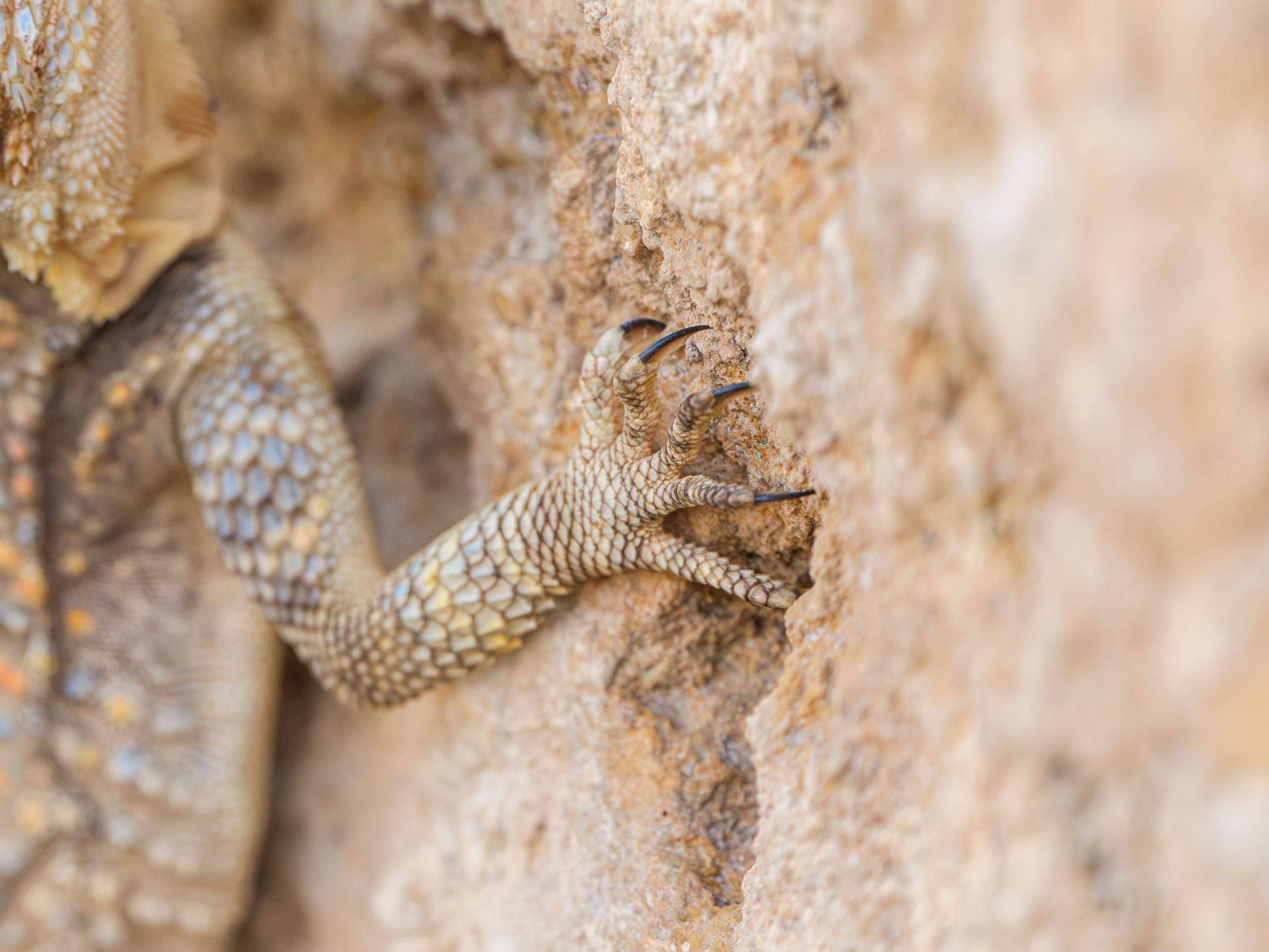 Close-up of Lizard Climbing a Rock · Free Stock Photo