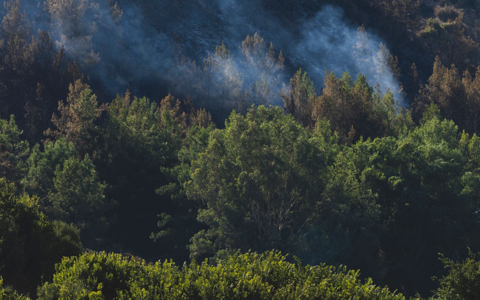 Smoke rising over a recovering forest after a wildfire
